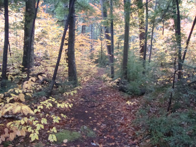 Looking up the Peg King Spur Trail