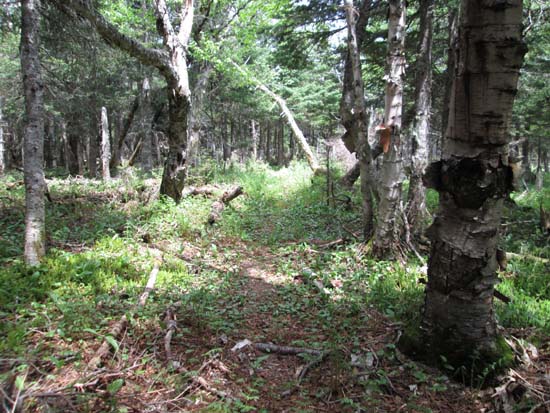 The herd path to Green Mountain