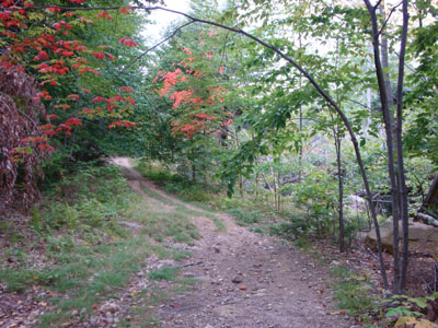 The Libby Trail, adjacent to the 2008 tornado damage