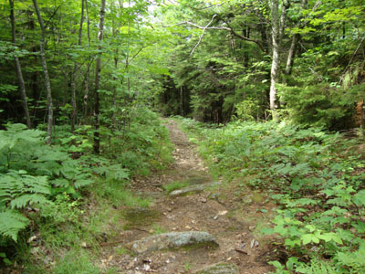 Looking down the High Watch Trail near the Green Mountain summit