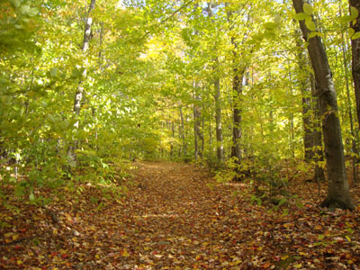 Looking up the High Watch Trail