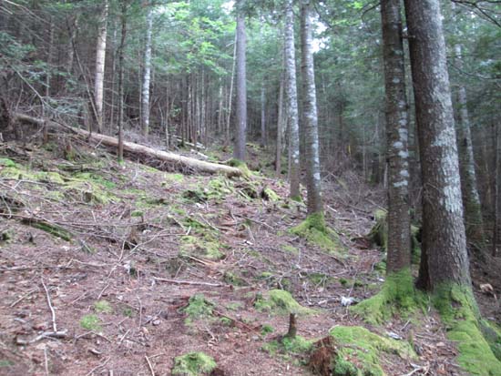 Looking up a bootleg ski trail on Green Peak