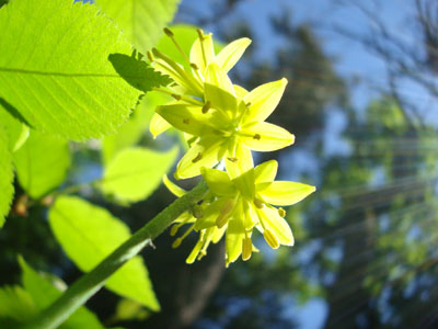 Wildflowers along the Glen Boulder Trail