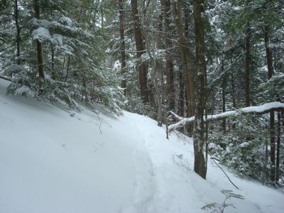 Looking up the Gunstock Mountain Trail