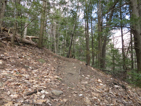 Looking up the Gunstock Mountain Trail