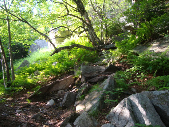 Looking up the Gunstock Mountain Trail