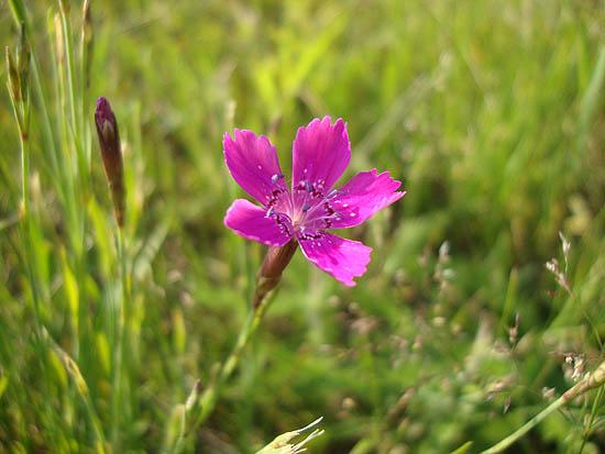 Wild flowers on top of Gunstock Mountain