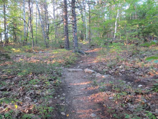 Looking up the Gunstock Mountain Trail