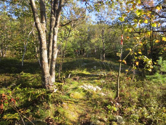 The rerouted Belknap Range (White) Trail on the way to Gunstock Mountain