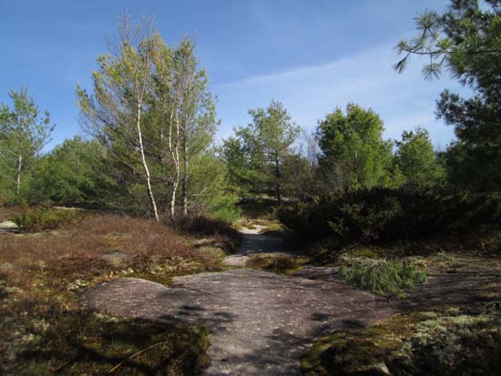Ascending the Purple Trail