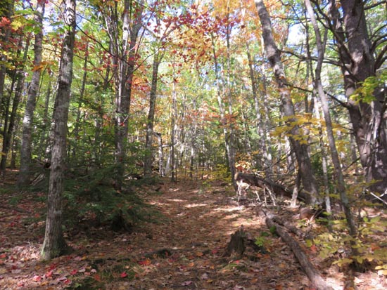 Looking up the Gunstock Mountain Trail
