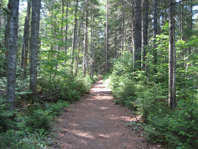 Looking down the straight reroute of the UNH Trail to the parking area