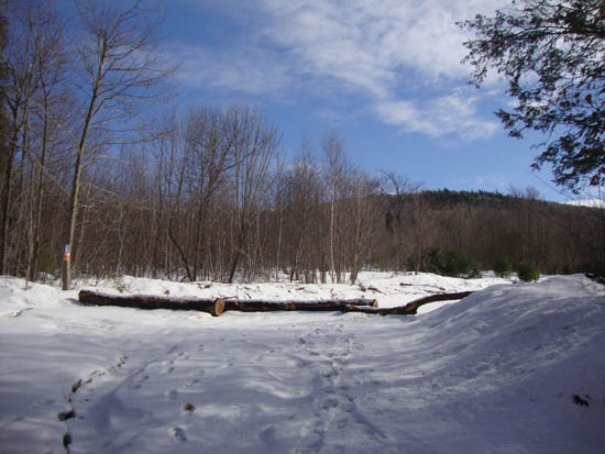 The logging landing at the corner of George Duncan State Forest