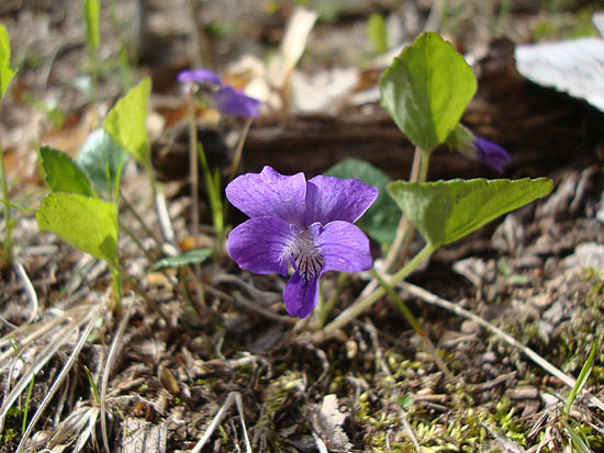 Violets along the Holts Ledge Trail