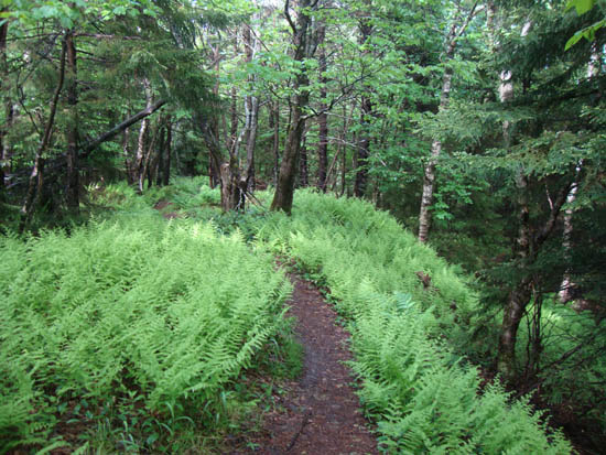 Looking down the Holts Ledge Trail