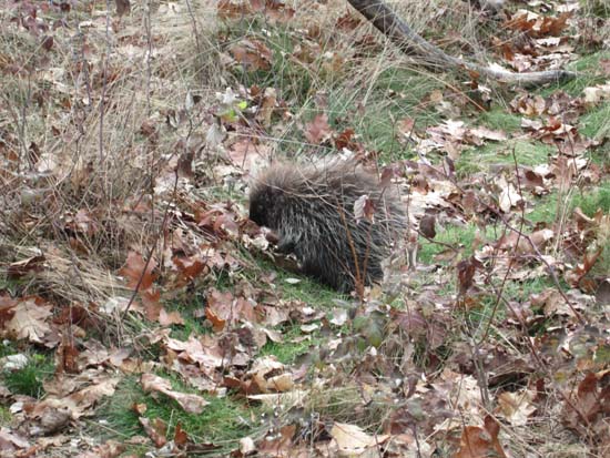 Porcupine near the summit