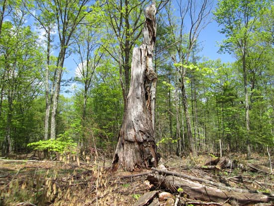 An old tree near the summit of Huntington Hill