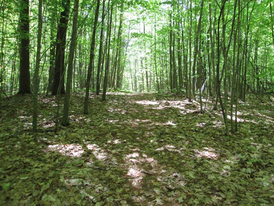 A trail/old road