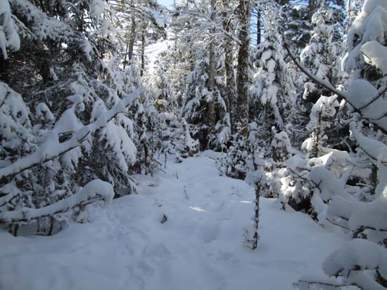 Moose paths on the way to Hutchins Mountain