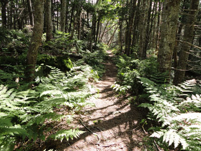 The Sandwich Mountain Trail on the way to Jennings Peak