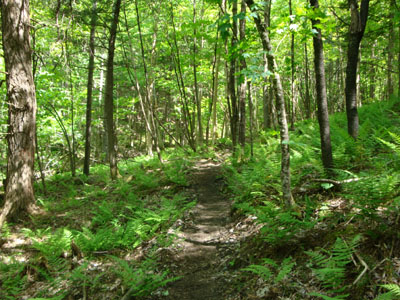 Looking up the new section of the Mt. Kinsman Trail