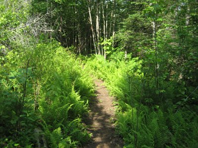 Looking up the new section of the Mt. Kinsman Trail