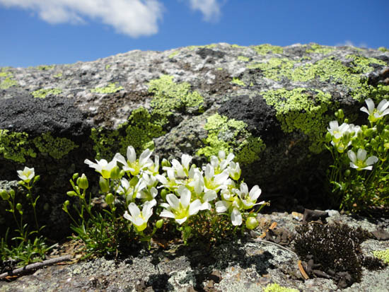 Diapensia around the southern South Kinsman vista