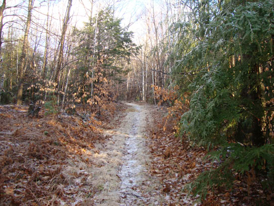 Looking up the old logging road to Ladd Mountain