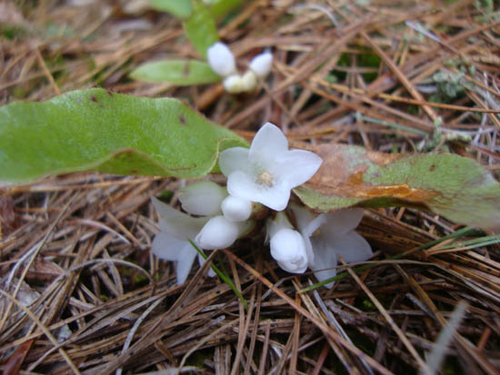 Trailing arbutus near the summit of Ladd Mountain