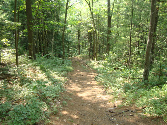 Looking down the old logging road to Ladd Mountain