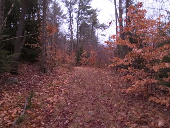 Looking up the old logging road to Ladd Mountain