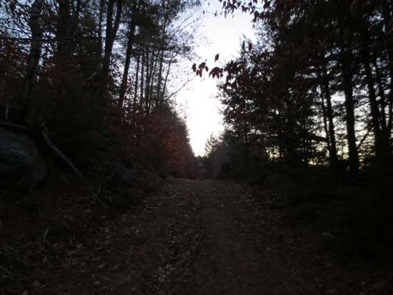 Looking up the old logging road to Ladd Mountain