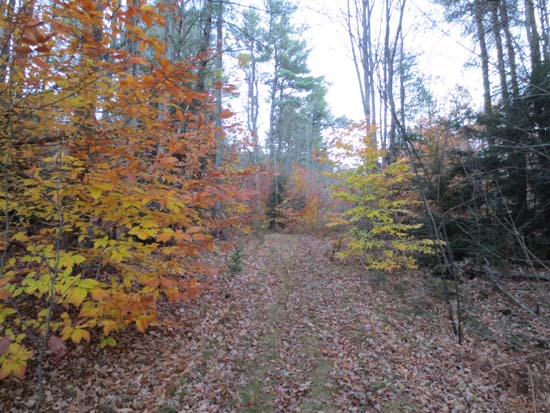 Looking up the old logging road to Ladd Mountain