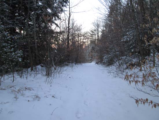 Looking up the old logging road to Ladd Mountain