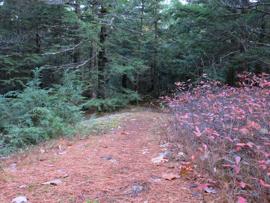 The trail near the summit vista on Ladd Mountain
