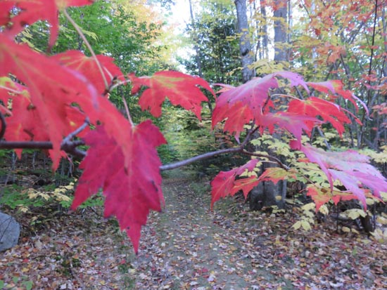 The trail to Ladd Mountain