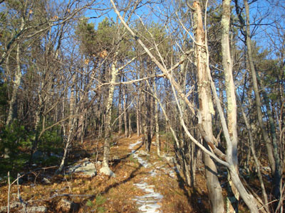 Looking up the Tate Mountain Trail