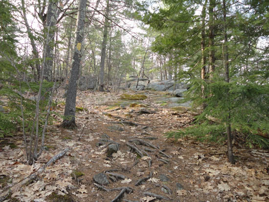 Looking up the Elwell Trail on the way to Little Sugarloaf