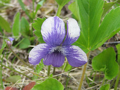 A flower on the Lower Walking Boss ski trail