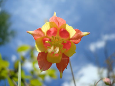 A wild columbine flower on the side of Mary's Mountain Trail