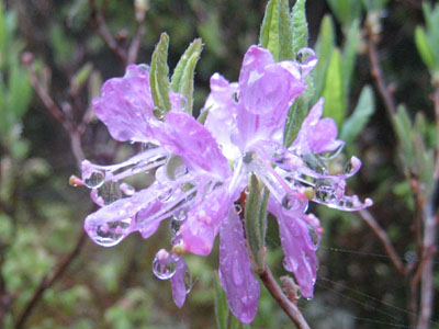 Rhodora Rhododendron near Middle Carter