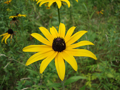 Flowers at Camp Dodge