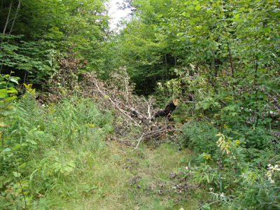 The beginning of the logging road at Camp Dodge
