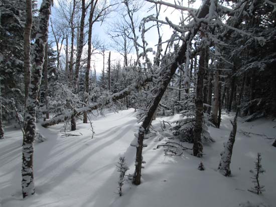 Bushwhacking to Millen Hill