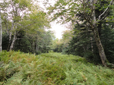 Looking down the Tucker Brook Trail on the way to Mittersill Peak