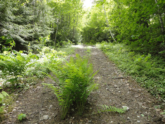Looking up an old trail on the way to Mittersill Peak