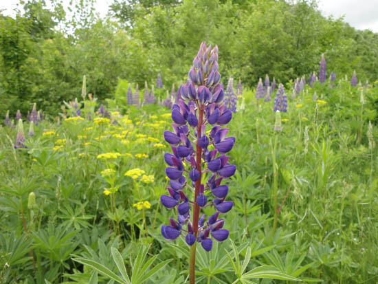 Lupine near the bottom of Mittersill