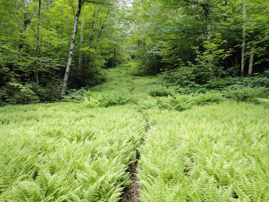 Looking down the Tucker Brook Trail on the way to Mittersill Peak