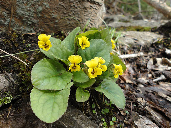 Yellow violets on the White Cross Trail