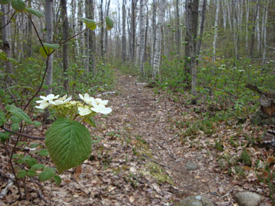 Looking up the Bee Line Trail